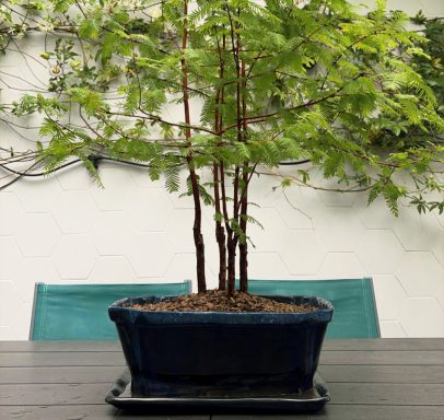 Pot bleu Nébuleux Bonsaï vert en pot, avec plusieurs tiges sur une table de jardin.