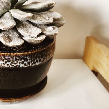 Léopard blanc Plante succulente grise dans un pot noir avec des motifs